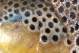 What a pattern! What a pattern!