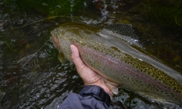 On a dry fly On a dry fly