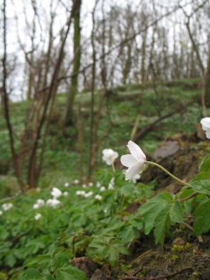 Springtime Springtime