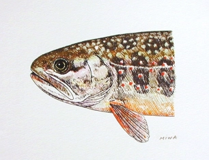 Oshorokoma Oshorokoma