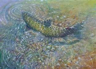 Brown trout Brown trout