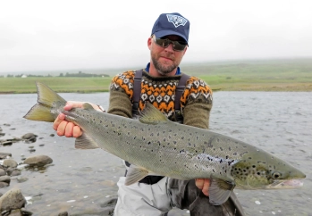 Avarage salmon Avarage salmon