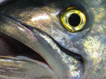 Toothy Yellow Eyed Devil Fly Shredder Toothy Yellow Eyed Devil Fly Shredder