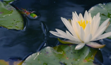 A bug in the lilys A bug in the lilys