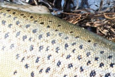 Silver hunter Silver hunter