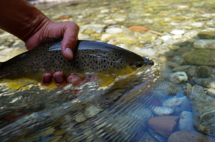 The first brown trout The first brown trout