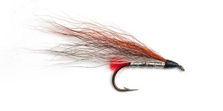 Black Nosed Dace Black Nosed Dace