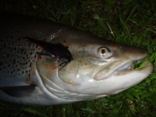 Another one took the Octopus Another one took the Octopus