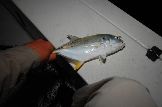 King of the moonfish - image King of the moonfish - image