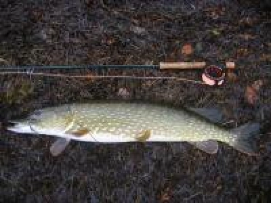 Pike! - image Pike! - image