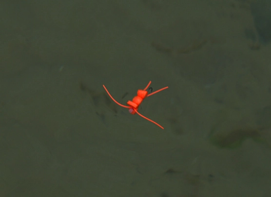 Burning Man - image Burning Man - image