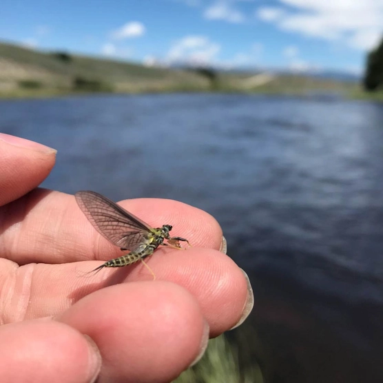 Drunella grandis Drunella grandis