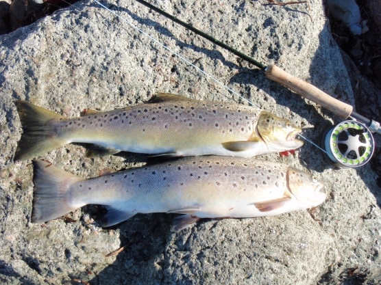 Sea trout duo for the pan Sea trout duo for the pan