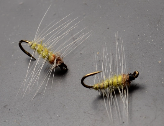 Two SUper Pupae Two SUper Pupae