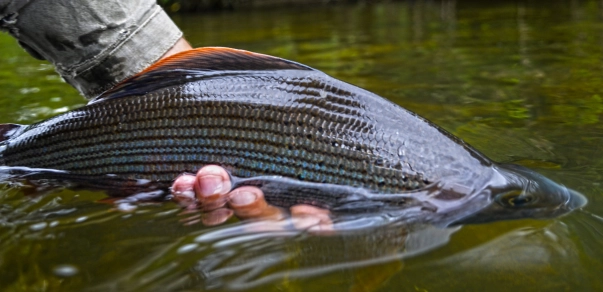 Grayling Grayling