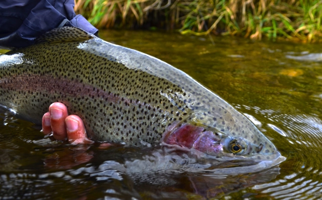 Slovak rainbow trout Slovak rainbow trout
