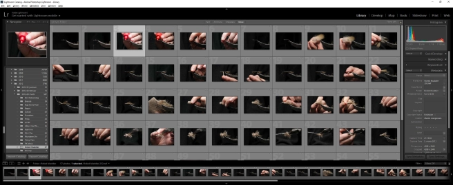 A lot of pictures A lot of pictures