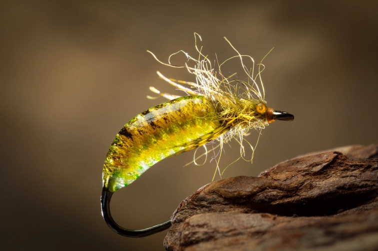 Amnesia Pupa Amnesia Pupa