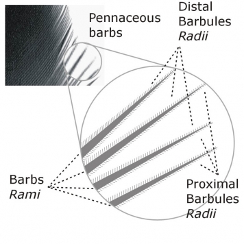 Barbules