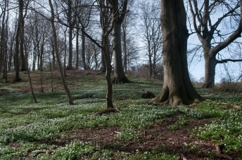 Beech forest