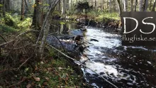 Video thumb for Big trout spawning in small stream