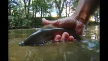 Video thumb for Fly Fishing in Angles (Catalonia)