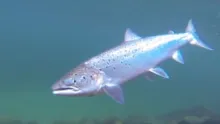 Video thumb for Playing an atlantic salmon  - filming under water