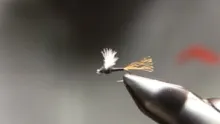 Video thumb for CDC Shucker Midge