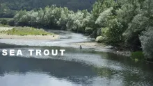 Video thumb for Spanish Sea Trout on the dry fly