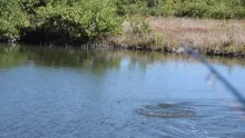 Video thumb for FIRST - Mosquito Lagoon