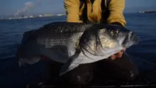 Video thumb for Fly fishing for Sea Bass: Port of Rotterdam