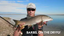 Video thumb for Barbel on dry fly in Spain