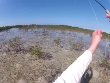 Video thumb for Bonefish in the Mangroves