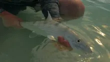 Video thumb for Bonefish Frenzy