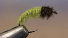 Video thumb for Caddis Larva