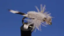 Video thumb for CDC Transitional Midge