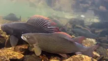 Video thumb for Spawning grayling