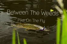 Video thumb for Between The Weeds