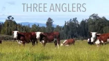 Video thumb for Three anglers in New Zealand