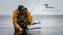 Video thumb for Sea trout fly fishing in Denmark