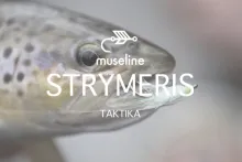 Video thumb for Strymeris