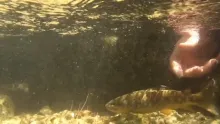 Video thumb for Trout Tricks