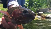 Video thumb for Carr's Wild Trout Adventures