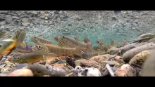 Video thumb for Fly Fishing for Trout in Yosemite