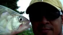 Video thumb for Shad Fly Fishing