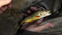 Video thumb for Gone Fishing