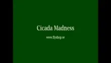 Video thumb for Cicada madness