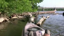 Video thumb for Carp from a kayak