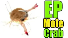 Video thumb for EP Mole Crab