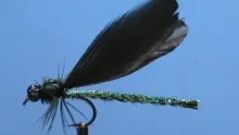 Video thumb for Ebony Jewelwing